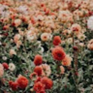 Meet your Posher, Asmaa